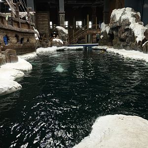 House of belugas (Delphinapterus leucas) - 16.04.2018