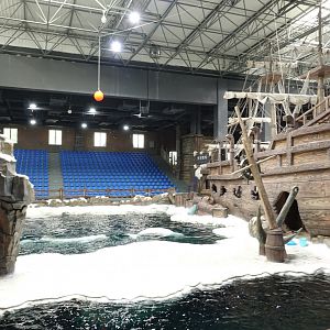 House of belugas (Delphinapterus leucas) - 16.04.2018