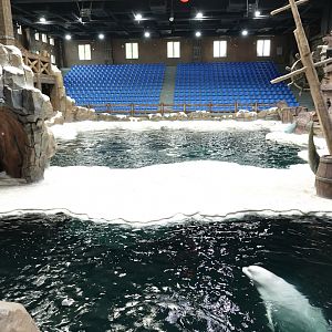 House of belugas (Delphinapterus leucas) - 16.04.2018