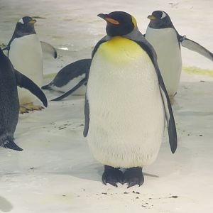 King penguin (Aptenodytes patagonicus) - 16.04.2018