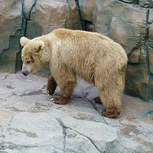 Himalayan brown bear (Ursus arctos isabellinus) - 16.04.2018