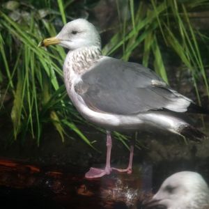 Vega gull (East Siberian gull) (Larus vegae) - 16.04.2018
