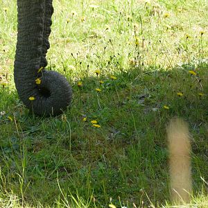 Duchess picking flowers, May 2019
