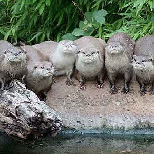 Asian Small Clawed Otters