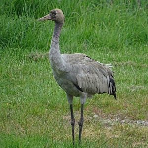 Juvenile Eurasian crane