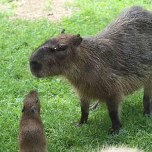 Capybara Mother & Pup