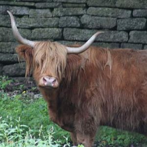 West Highland Cattle