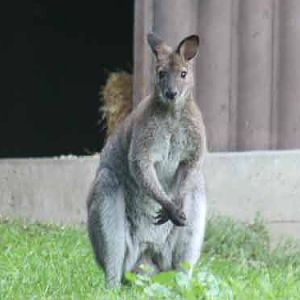 Bennett's Wallaby