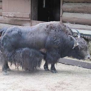 Yak