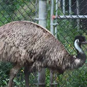 Emu
