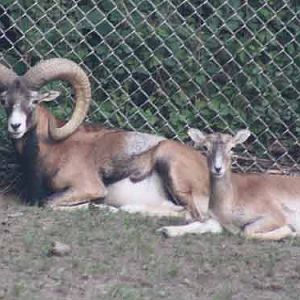 Mouflon