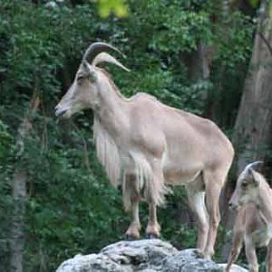 Barbary Sheep