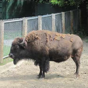 Wood Bison