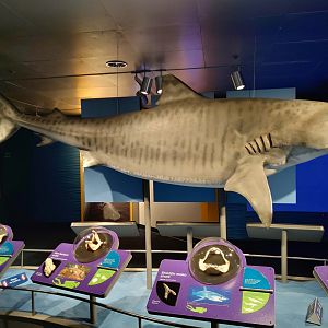 Tiger shark model - Science of Sharks exhibit