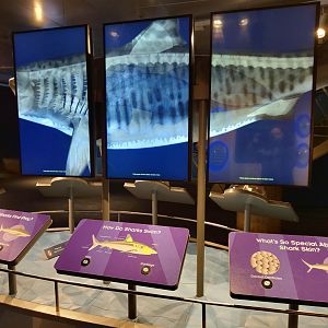 Science of Sharks educational display