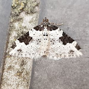 Garden carpet - Xanthorhoe fluctuata