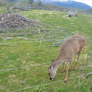 Sitka Black-tailed Deer