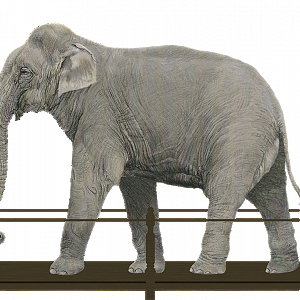 Bolivar Skin Mount Recreation