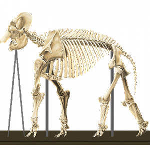 Bolivar Skeletal Mount Recreation