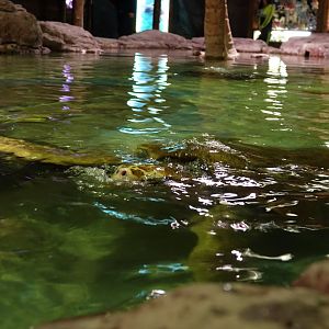 Tochpool with sea turtels - 16.04.2018