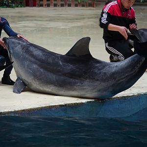 (Indian Ocean bottlenose dolphin (Tursiops aduncus) - 16.04.2018