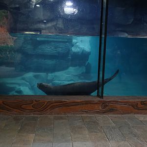 Steller sea lion (Eumetopias jubatus) enclosure - 16.04.2018