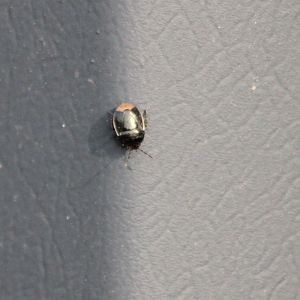 Legnotus limbosus - a species of Digging bug