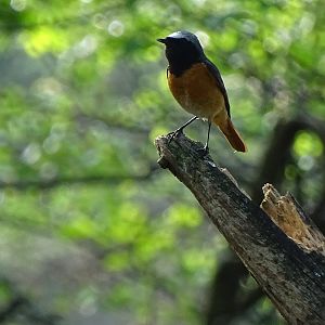 Common redstart male