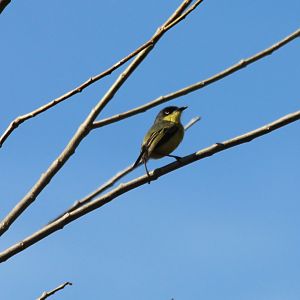 Common Tody Flycatcher - Apr 2019