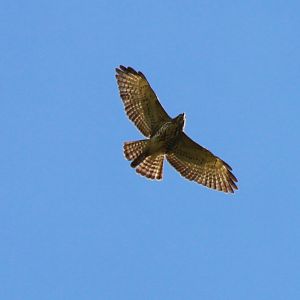 Swainson's Hawk - Apr 2019