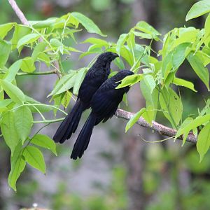 Groove-billed Ani - Apr 2019