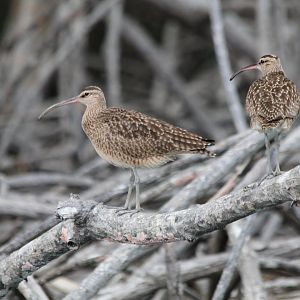 Whimbrel - Apr 2019