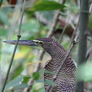 Fasciated Tiger Heron - Apr 2019