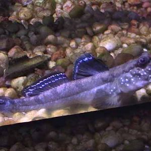Atlantic Mudskipper