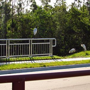 Wood Storks