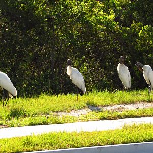 Wood Storks