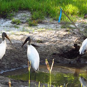 Wood Storks