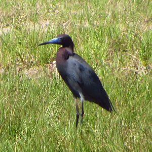 Little Blue Heron