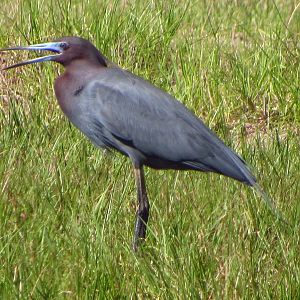 Little Blue Heron