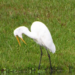 Great Egret
