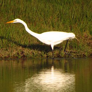 Great Egret