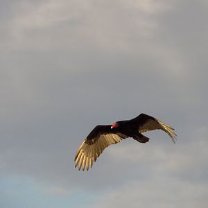 Turkey Vulture