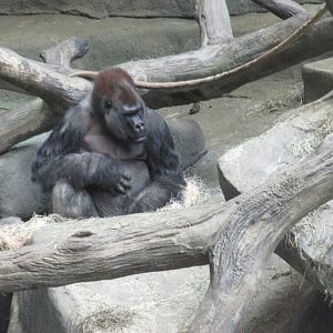 male gorilla