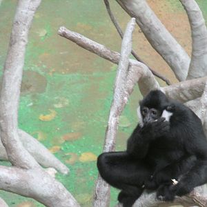 male white cheeked gibbon