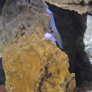 texas blind cave salamanders