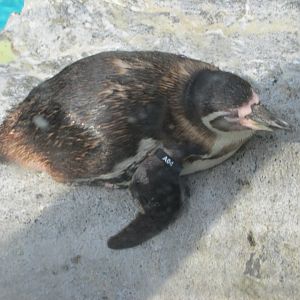 humboldt´s penguin juvenile