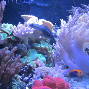 saltwater tank
