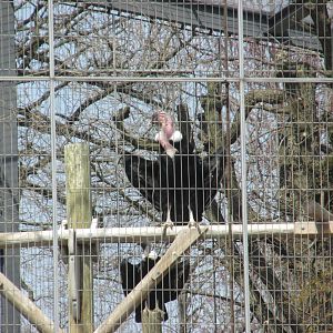 andean condors
