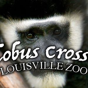Zoo Tours: The Brand New! Colobus Crossing