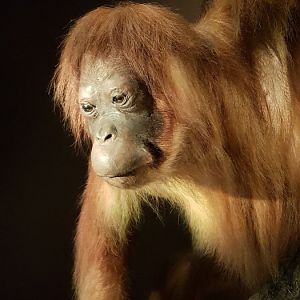 Orang utan